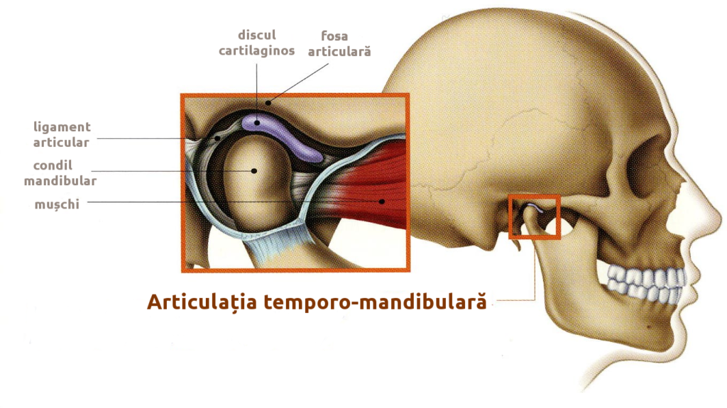discul articular atm